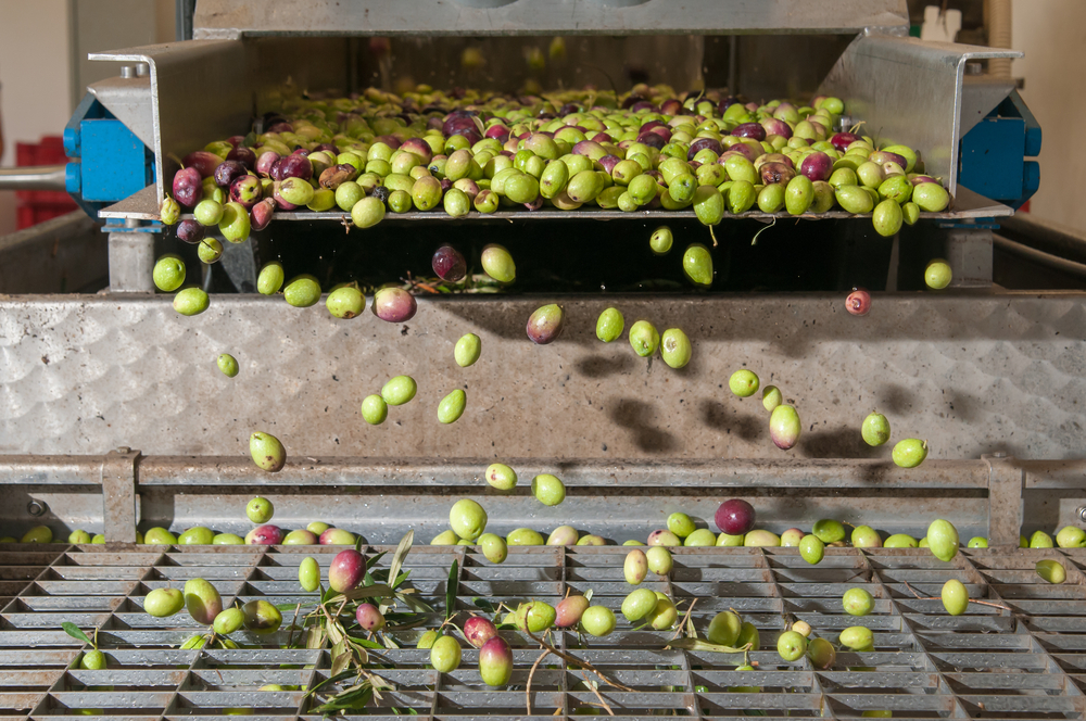 WEG manufactures motor to power olive oil&nbsp;production